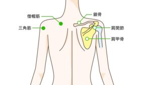 肩甲骨の位置